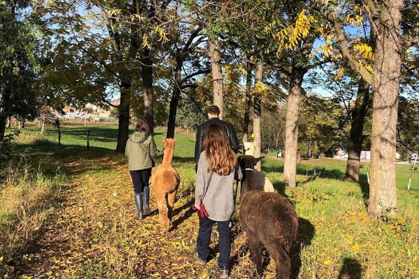 Three people walking with alpacas in a park with trees and grass. 2