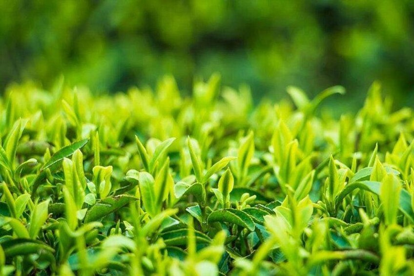 Authentic Hangzhou Longjing Tea Culture Experience Tour 3