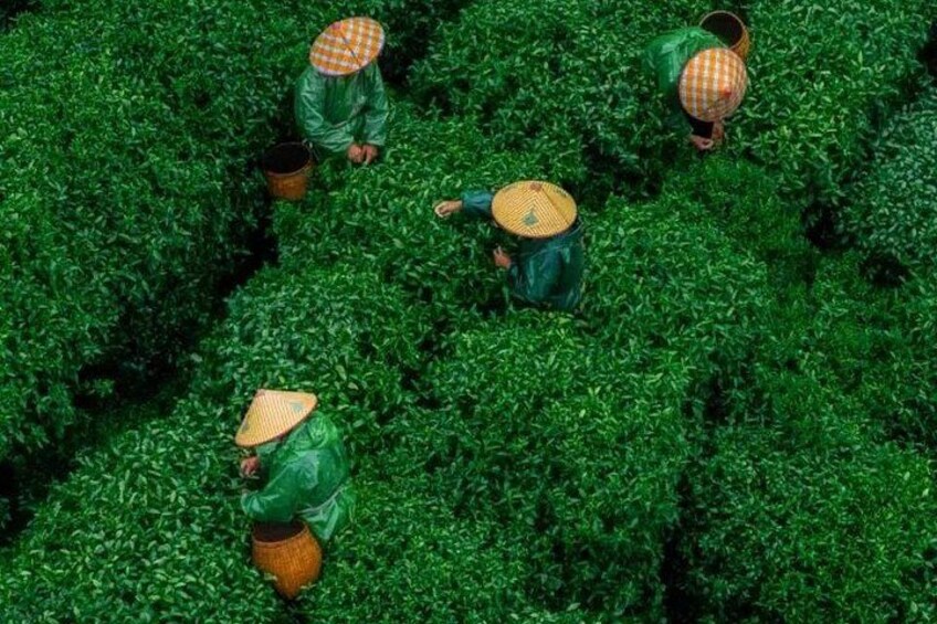 Authentic Hangzhou Longjing Tea Culture Experience Tour 5