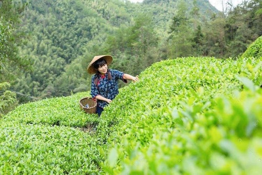 Authentic Hangzhou Longjing Tea Culture Experience Tour 2