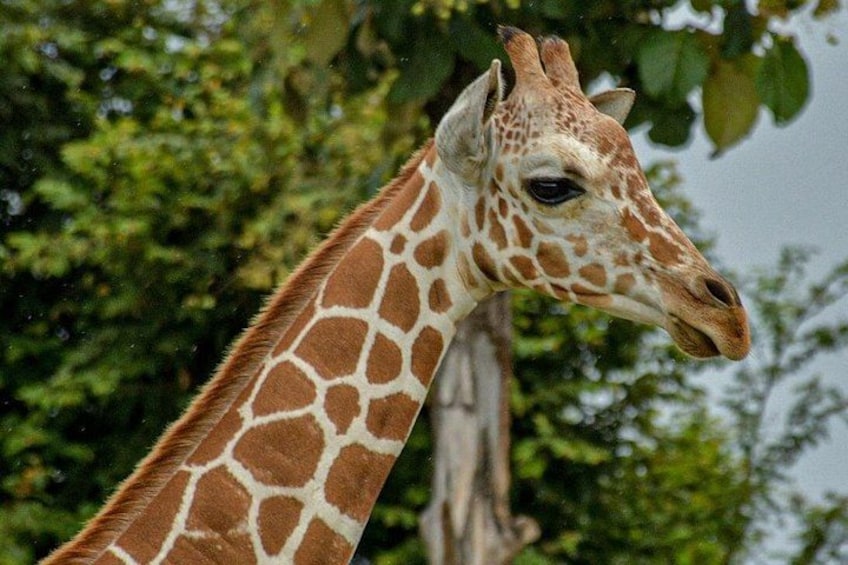 Safari Tour in Ponderosa Costa Rica 1