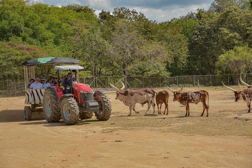 Safari Tour in Ponderosa Costa Rica 4