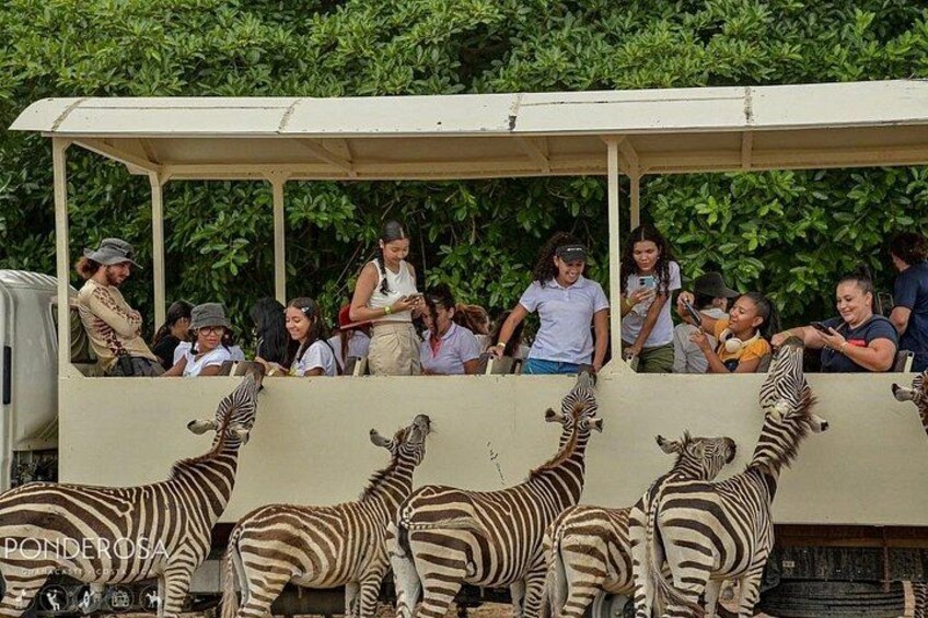 Safari Tour in Ponderosa Costa Rica 3