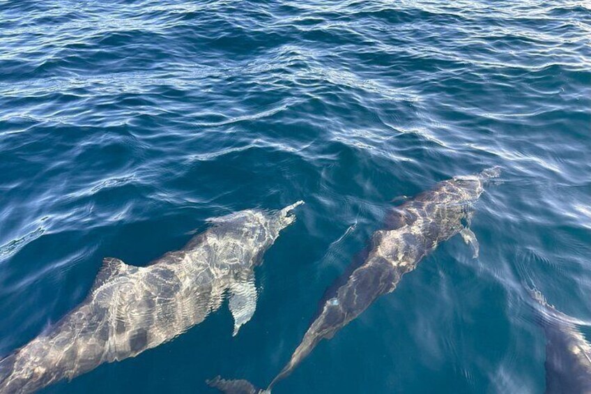 Two dolphins swimming in the ocean. 2