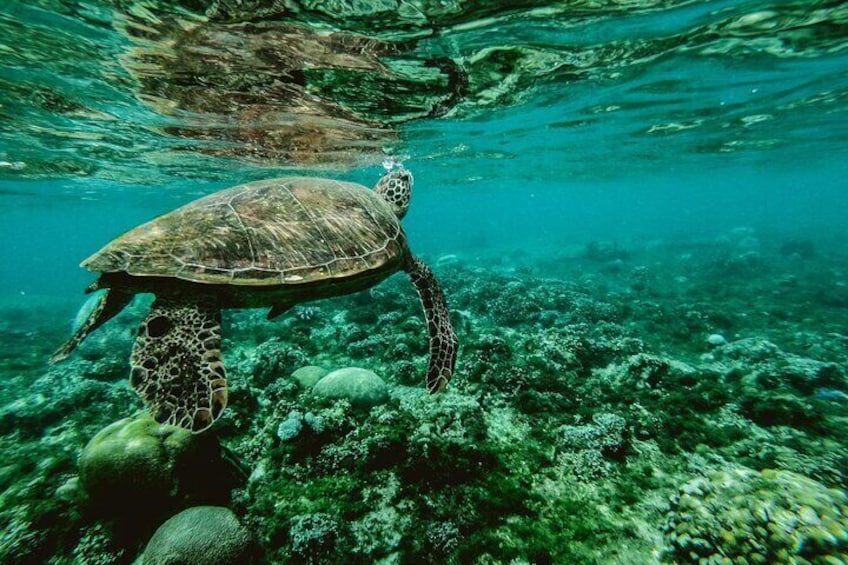 Paphos Sunset Cruise Swim Snorkel & Jump into the Golden Hour 5