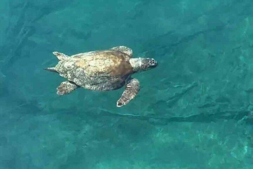 Paphos Sunset Cruise Swim Snorkel & Jump into the Golden Hour 5
