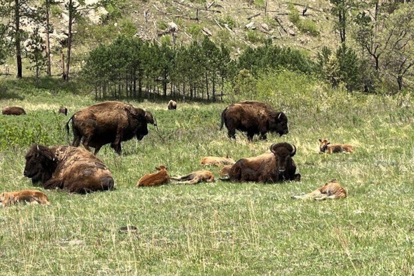 Un grupo de bisontes pastando en un campo de hierba con árboles al fondo. 3