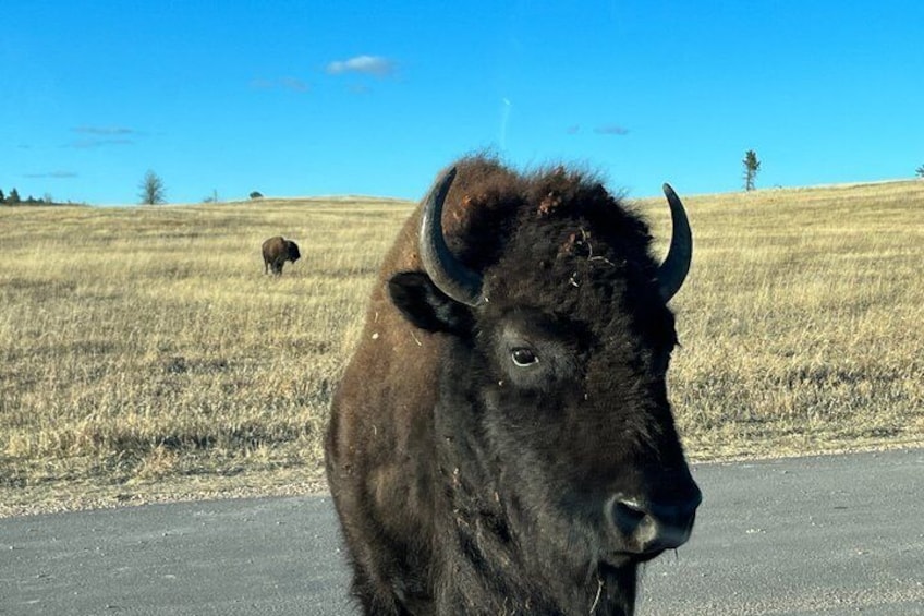 Un bisonte parado en una carretera, con un campo de hierba y un cielo azul despejado al fondo. 2