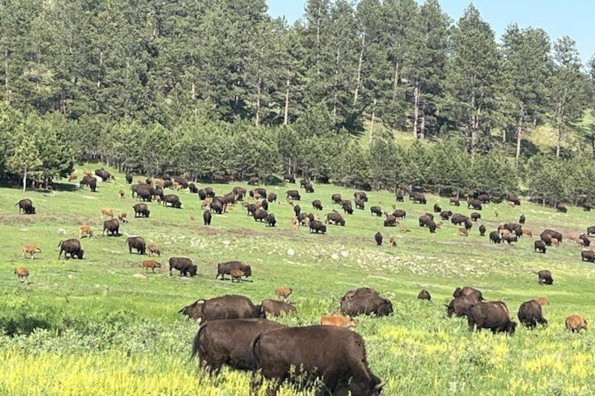 Un grupo de ganado pastando en un campo herboso, con una colina boscosa al fondo. 4