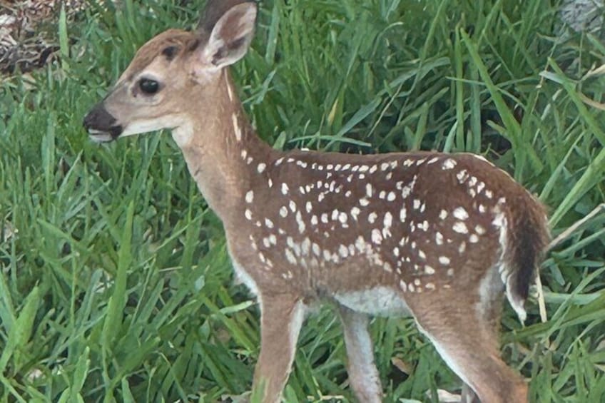A young deer with white spots in a grassy area. 3