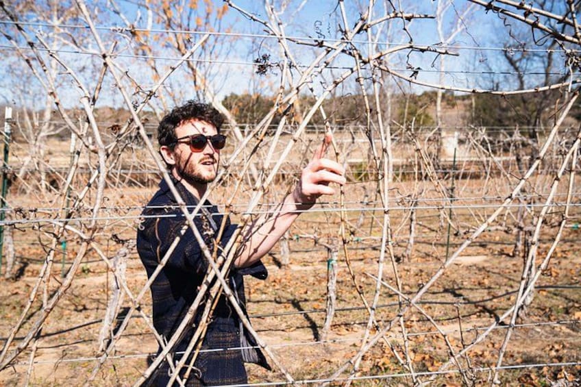 A person standing in a vineyard with bare trees and a clear sky. 1