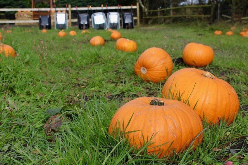 Calabazas en un campo cubierto de césped, con una cerca al fondo. 2