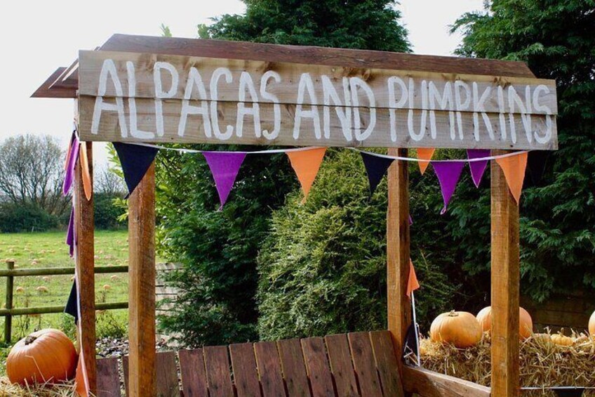 Un letrero de madera con la inscripción 'ALPACAS AND PUMPKINS', rodeado de calabazas y una cerca de madera. 3