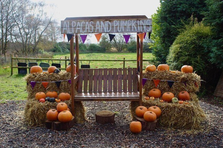 Un banco de madera con fardos de heno y calabazas a su alrededor, con la inscripción 'Alpacas and Pumpkins'. 5