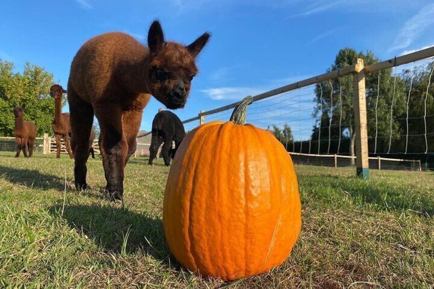 Una calabaza y un caballo marrón en un campo cubierto de hierba. 1