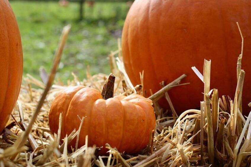 Calabazas sobre una superficie cubierta de paja. 4