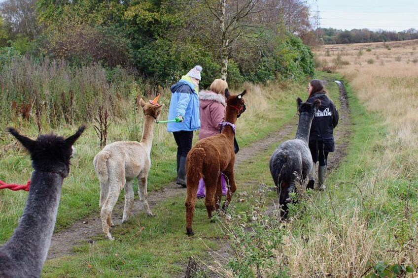 A group of people walking llamas on a trail in a grassy area with trees in the background. 2