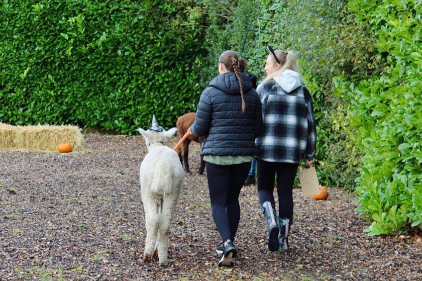 Two people walking with a white llama in a garden with green hedges and pumpkins. 3