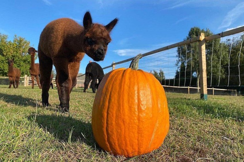 A pumpkin, a horse, and a fence in a grassy field. 1