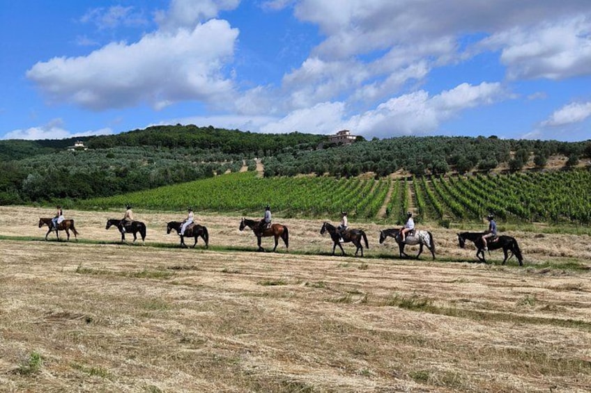 Horseback Riding in the Vineyards 1