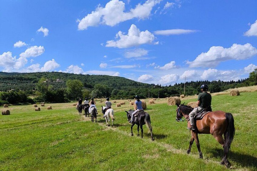 Horseback Riding in the Vineyards 4