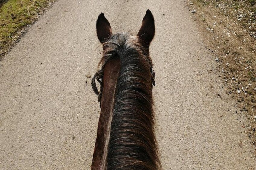 Horseback Riding in the Vineyards 5