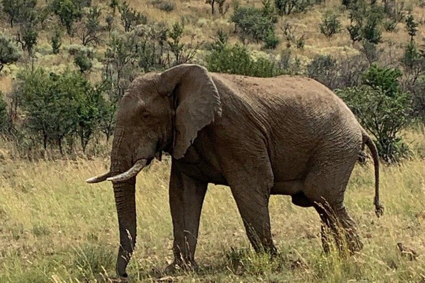 An elephant standing in a grassy field with sparse trees in the background. 1