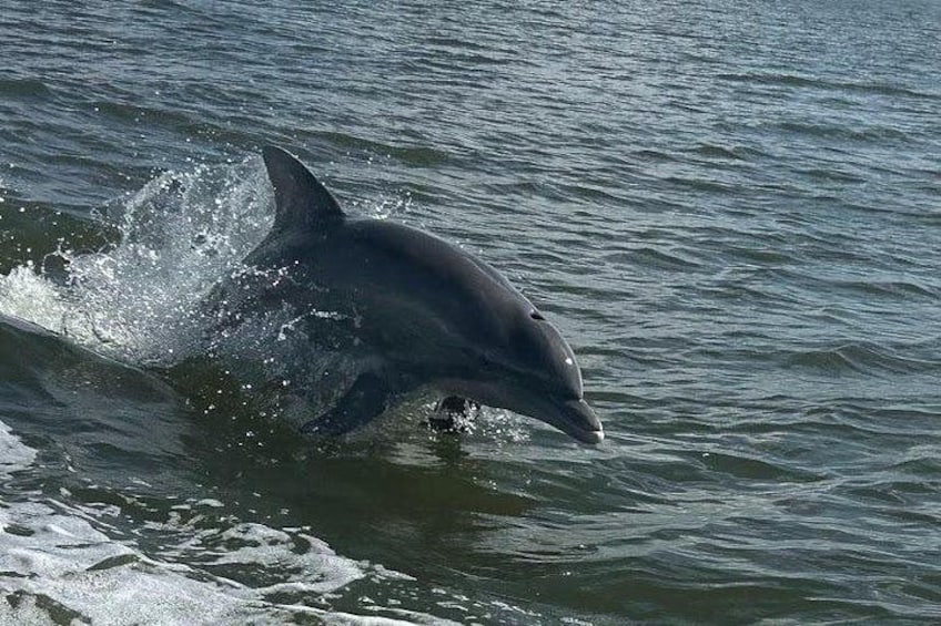 Private Dolphin Sightseeing Excursion 1