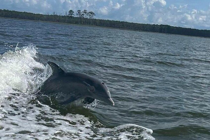Private Dolphin Sightseeing Excursion 2