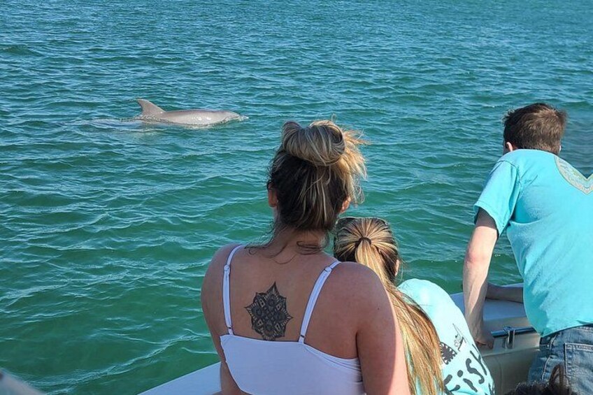 Private Dolphin Sightseeing Excursion 5