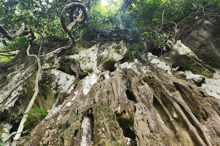 A large tree with extensive root systems and a snake coiled around a branch. 5