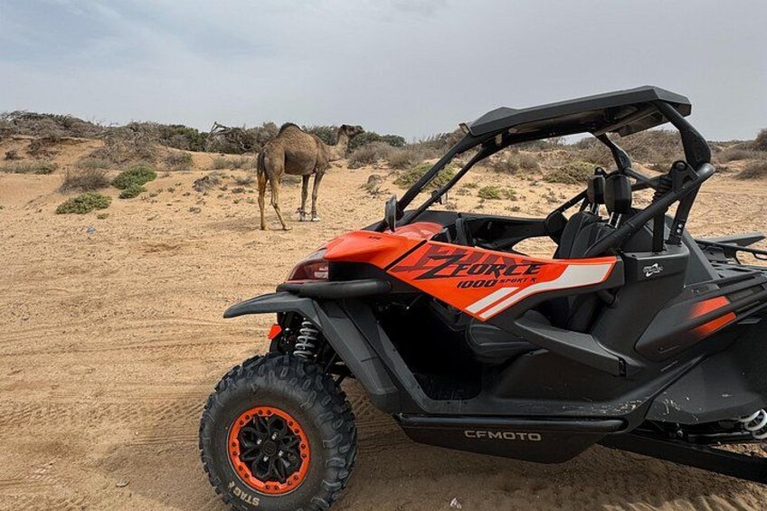 Een rood en zwart terreinvoertuig met 'Force 1000 Sport' erop, geparkeerd op zand, met een kameel op de achtergrond. 5