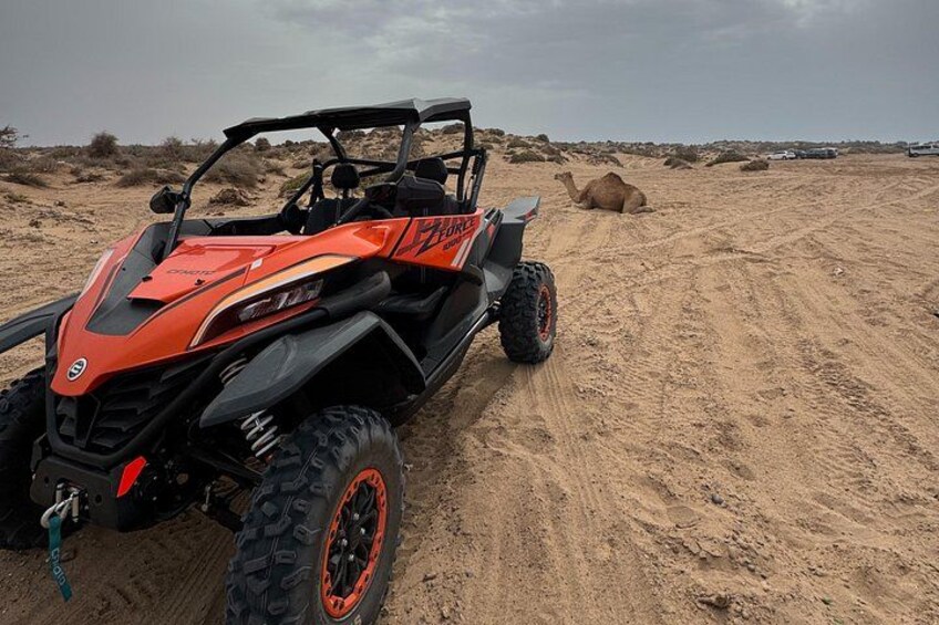 Een rode en zwarte quad rijdt over zand, met een kameel op de achtergrond. 3