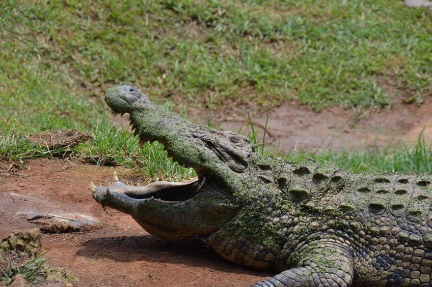 A crocodile with its mouth open, lying on the ground. 3