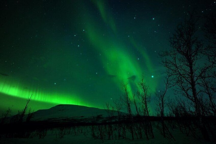The Northern Lights over a snowy landscape with bare trees. 4