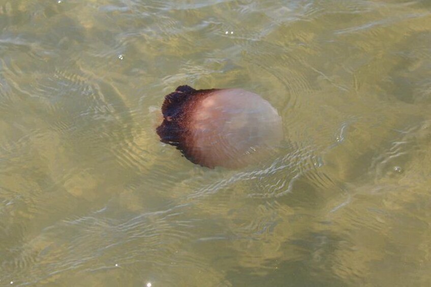 Paddle With Native Wildlife 3
