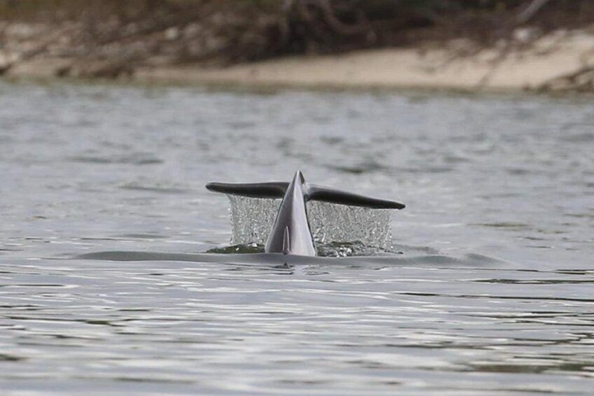 Una balena che emerge dalla superficie dell'acqua. 2