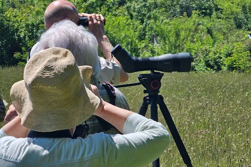Birding 1