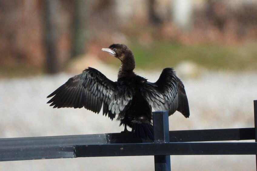 Pygmy cormorant (Microcarbo pygmaeus) 3