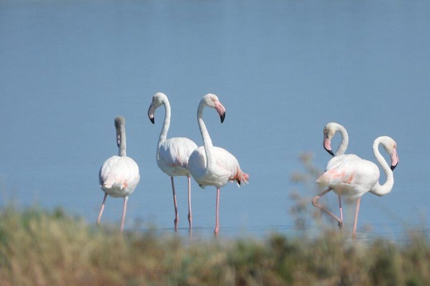 flamingo 2