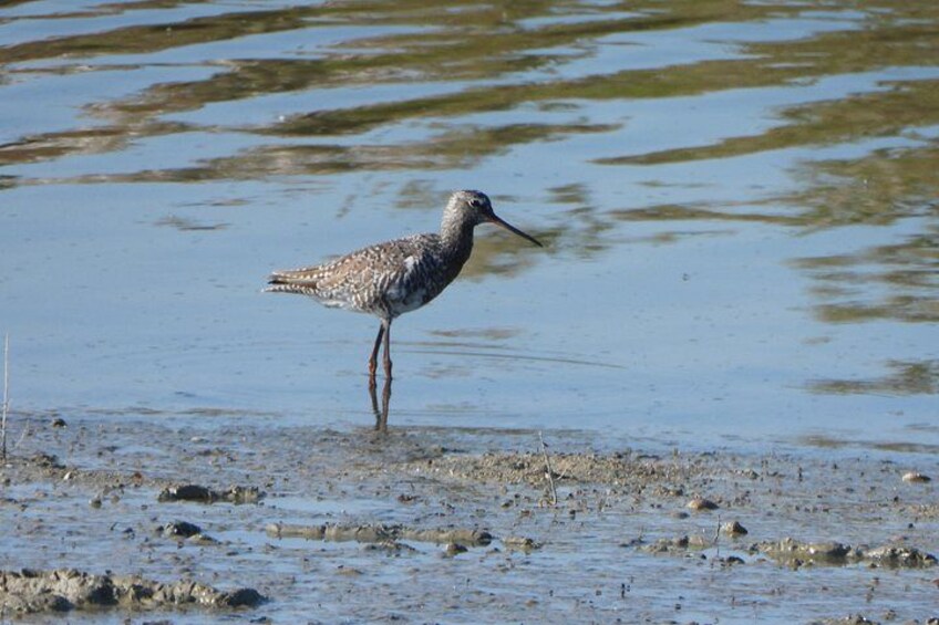 Spotted redshank (Tringa erythropus) 5