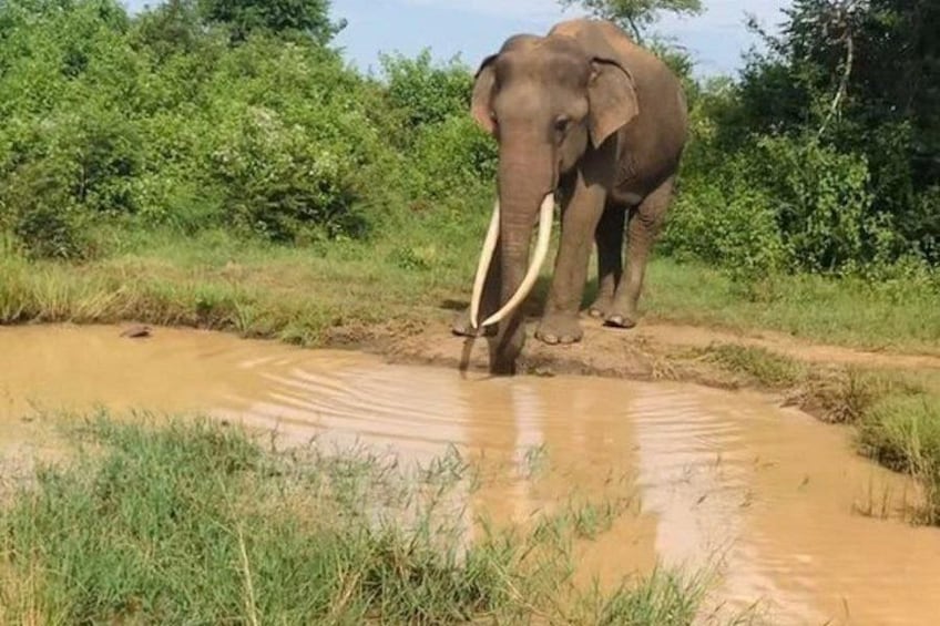 Ein Elefant steht in einer schlammigen Wasserstelle, umgeben von viel Grün. 1