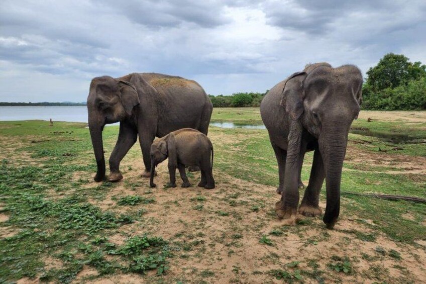 Drei Elefanten auf einer Wiese mit einem Gewässer und Bäumen im Hintergrund. 5