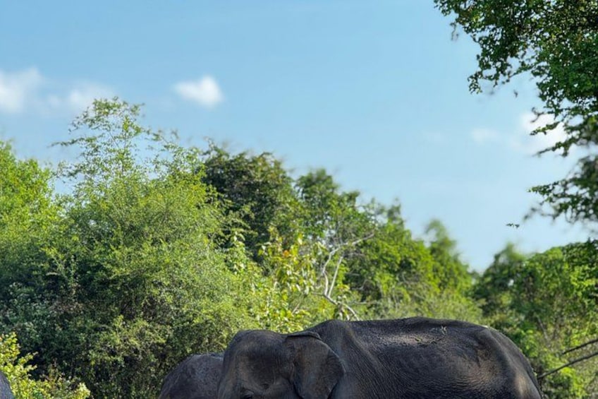 Ein Elefant in einer natürlichen Umgebung mit dichtem Grün und blauem Himmel. 2