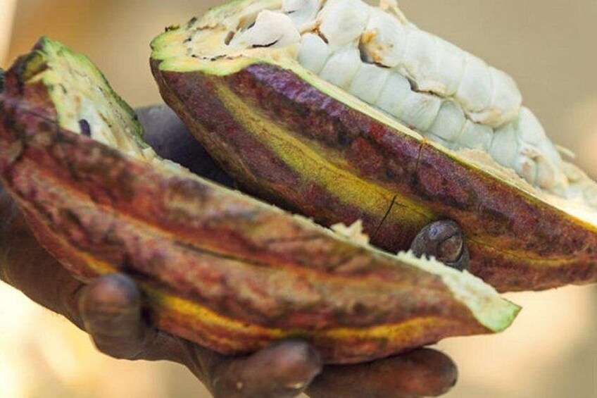 The Nordic Bean to Bar Craft Chocolate Movement -Guided Tasting 2