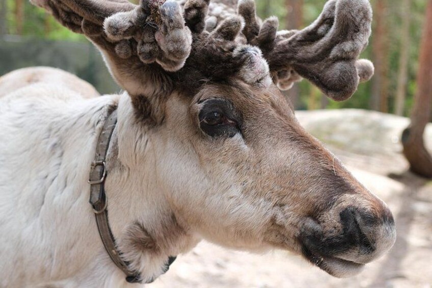 A reindeer with antlers, wearing a collar, in a natural setting. 2