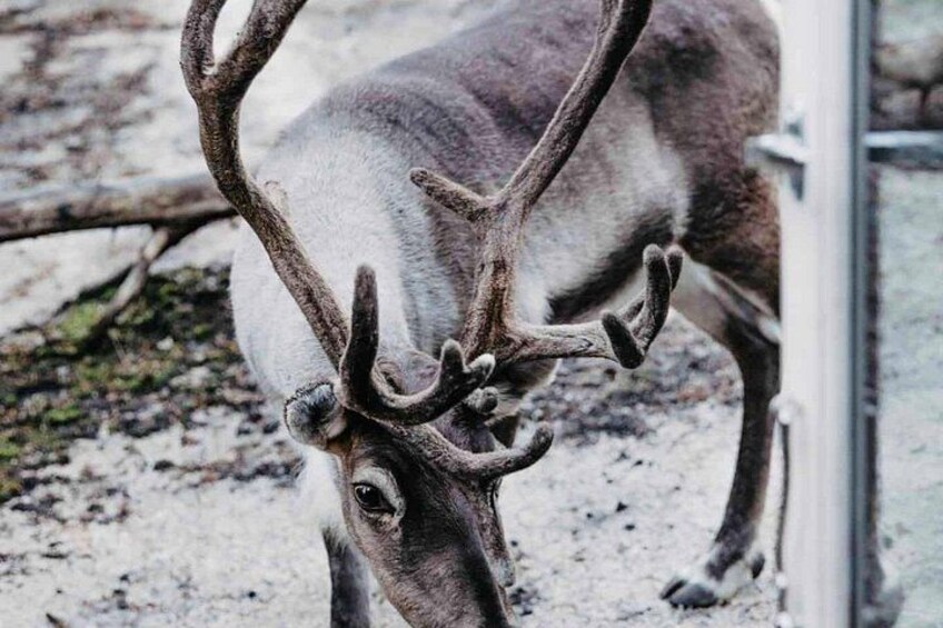 A reindeer with large antlers standing on a rocky ground. 4