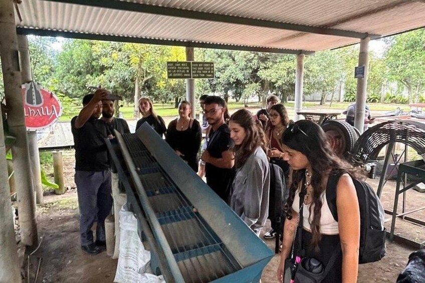 macadamia selecting process 4