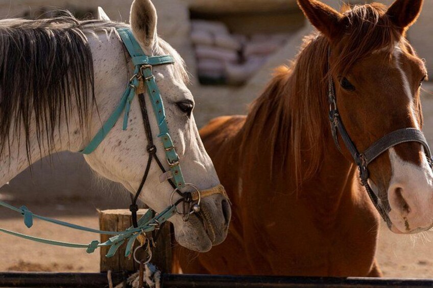 Dos caballos con cabezadas, uno blanco y otro marrón, parados uno al lado del otro. 3
