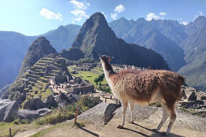 Een lama staat op een rotsachtige richel, met Machu Picchu op de achtergrond. 1